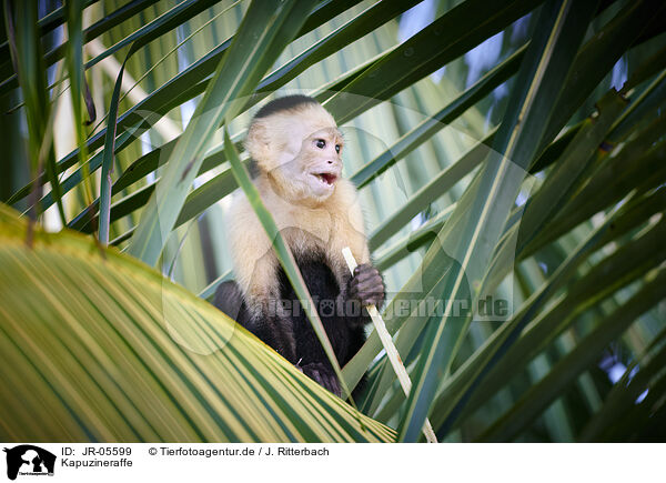 Kapuzineraffe / capuchin monkey / JR-05599