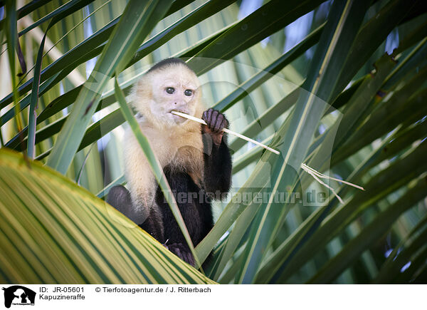 Kapuzineraffe / capuchin monkey / JR-05601