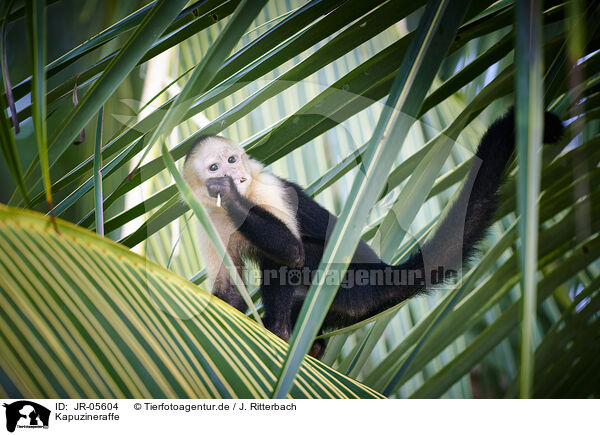 Kapuzineraffe / capuchin monkey / JR-05604