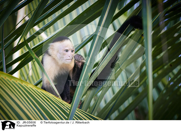 Kapuzineraffe / capuchin monkey / JR-05606