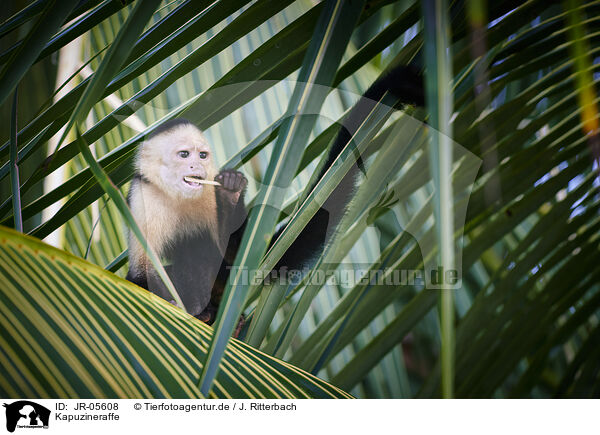 Kapuzineraffe / capuchin monkey / JR-05608