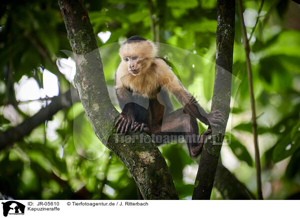 Kapuzineraffe / capuchin monkey / JR-05610