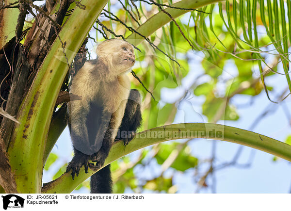 Kapuzineraffe / capuchin monkey / JR-05621