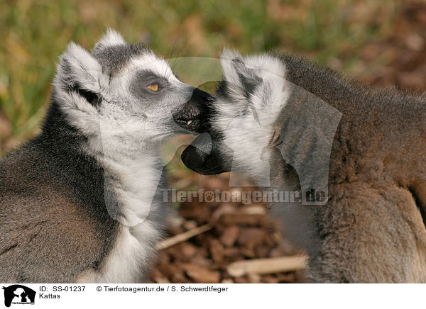 Kattas / ring-tailed lemurs / SS-01237