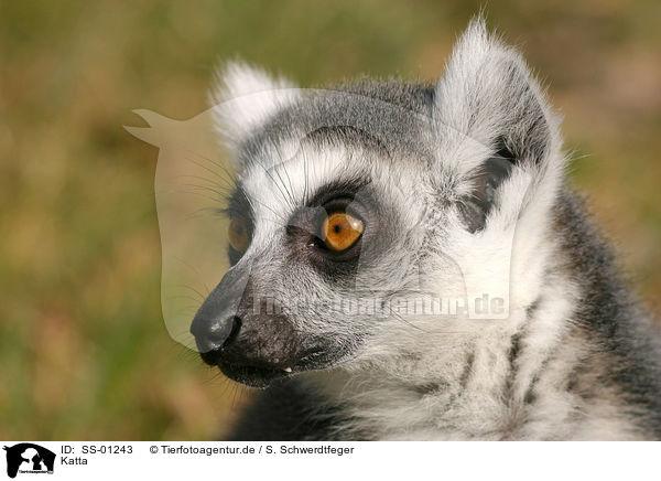 Katta / ring-tailed lemur / SS-01243