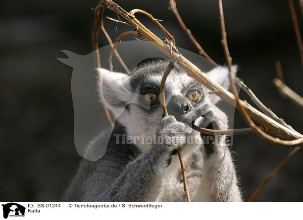 Katta / ring-tailed lemur / SS-01244
