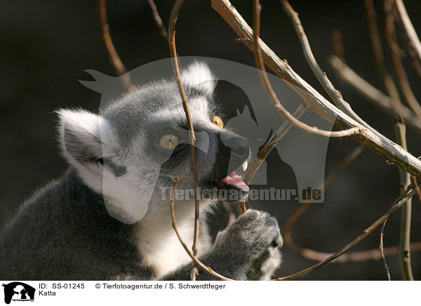 Katta / ring-tailed lemur / SS-01245
