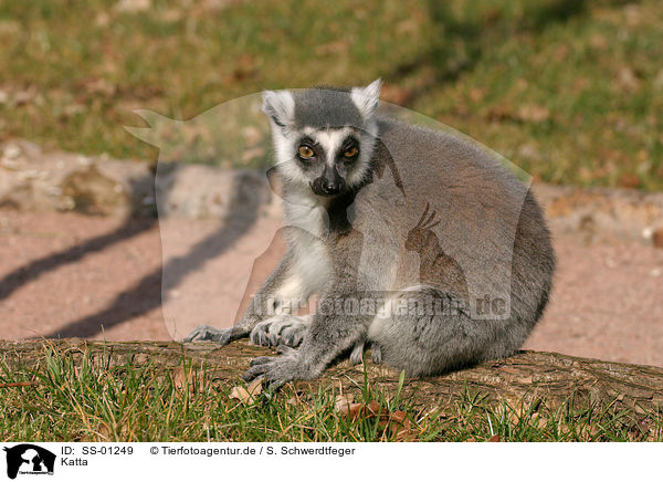 Katta / ring-tailed lemur / SS-01249
