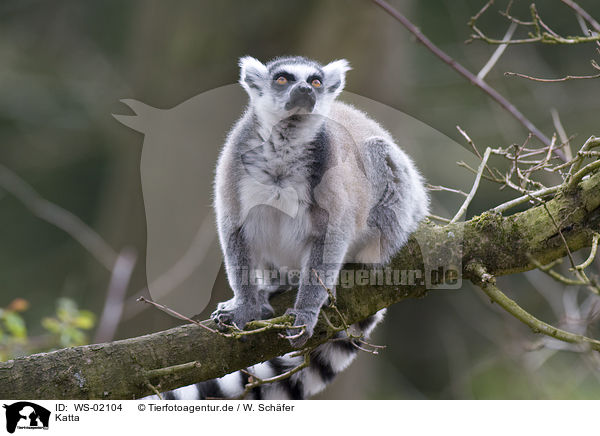 Katta / ring-tailed lemur / WS-02104