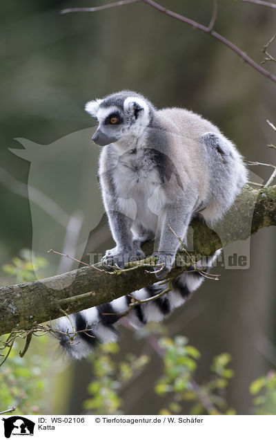 Katta / ring-tailed lemur / WS-02106