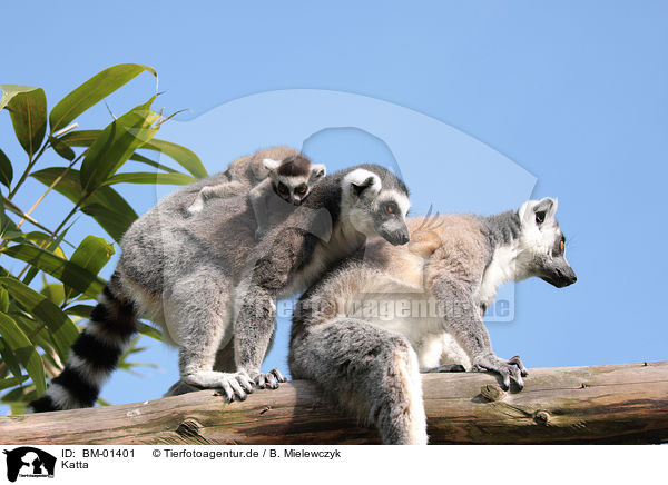 Katta / ring-tailed lemur / BM-01401