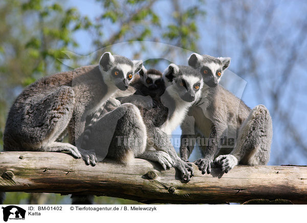Katta / ring-tailed lemur / BM-01402