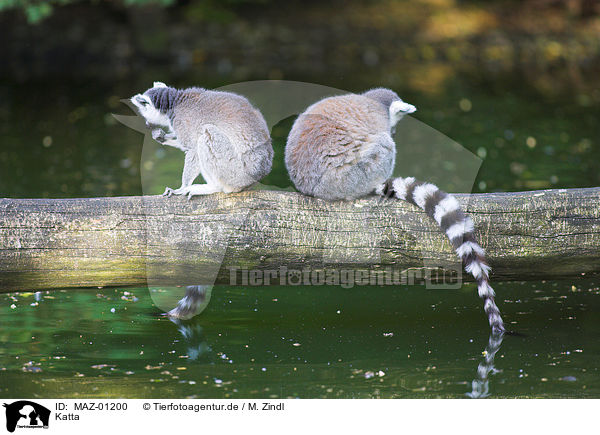 Katta / catta / MAZ-01200