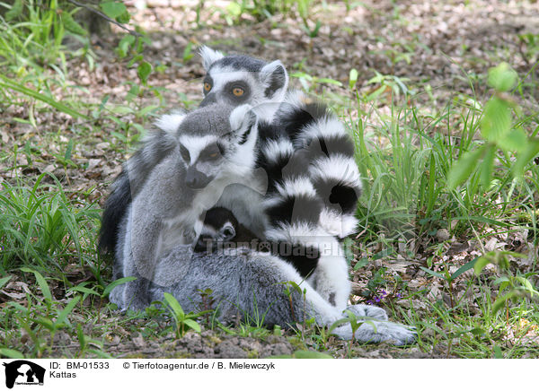 Kattas / ring-tailed lemur / BM-01533