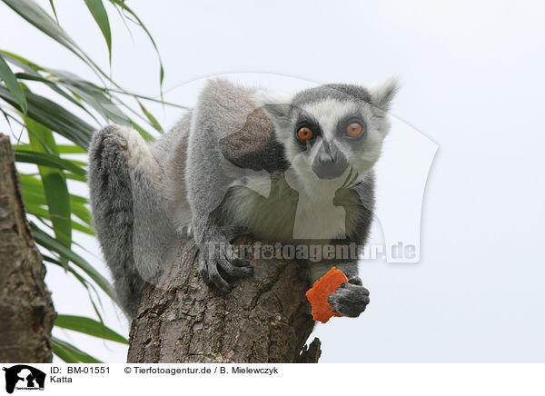 Katta / ring-tailed lemur / BM-01551