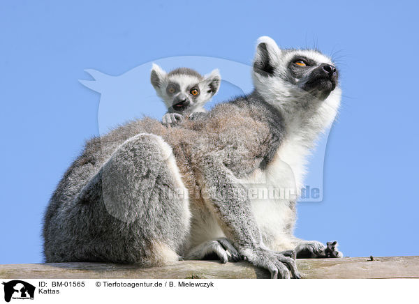 Kattas / ring-tailed lemurs / BM-01565
