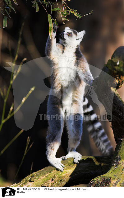 Katta / ring-tailed lemur / MAZ-02510