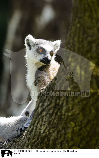 Katta / ring-tailed lemur / DMS-06329