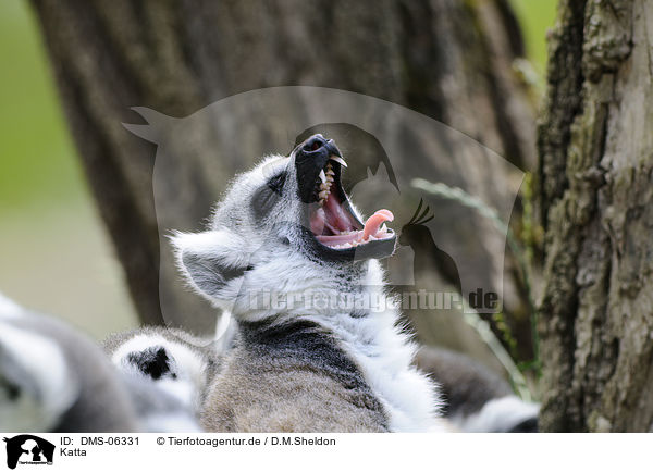 Katta / ring-tailed lemur / DMS-06331