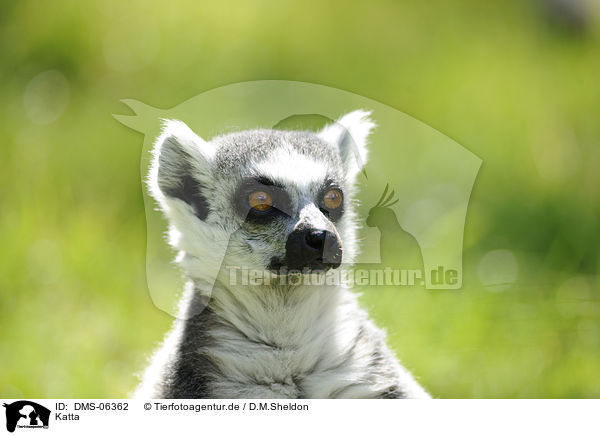 Katta / ring-tailed lemur / DMS-06362
