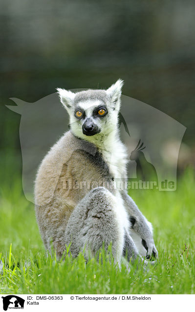 Katta / ring-tailed lemur / DMS-06363