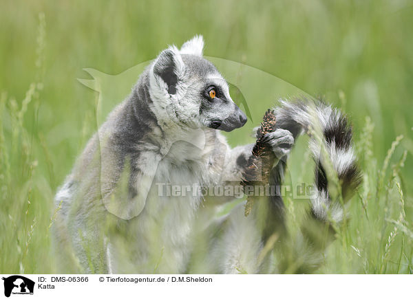 Katta / ring-tailed lemur / DMS-06366