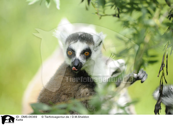 Katta / ring-tailed lemur / DMS-06369