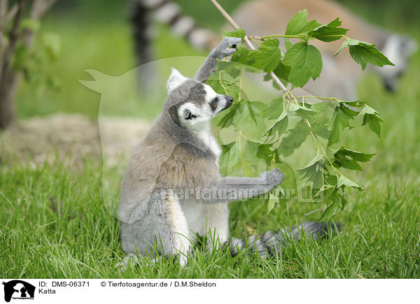 Katta / ring-tailed lemur / DMS-06371
