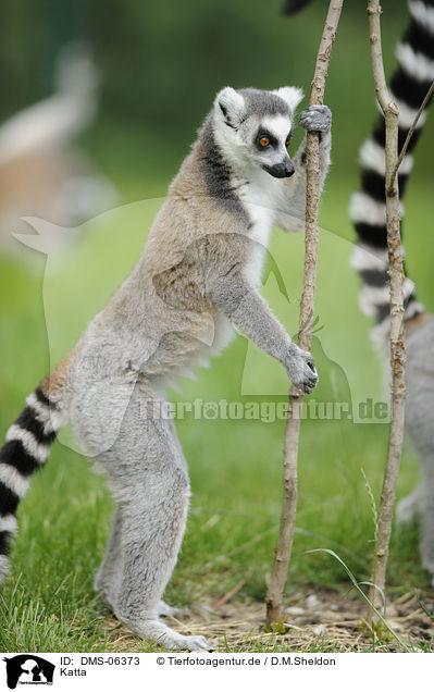 Katta / ring-tailed lemur / DMS-06373
