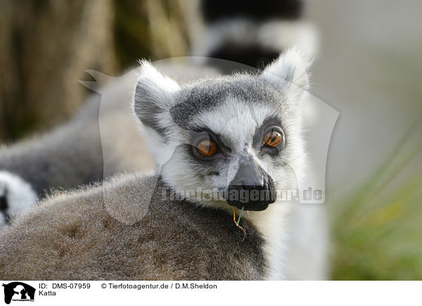 Katta / ring-tailed Lemur / DMS-07959
