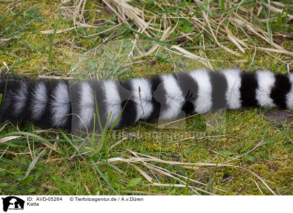Katta / ring-tailed lemur / AVD-05264
