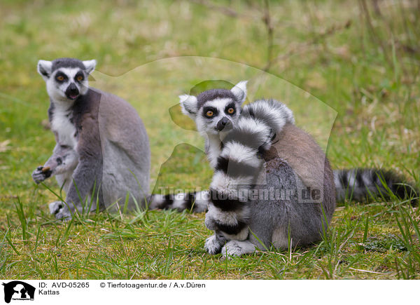 Kattas / ring-tailed lemur / AVD-05265