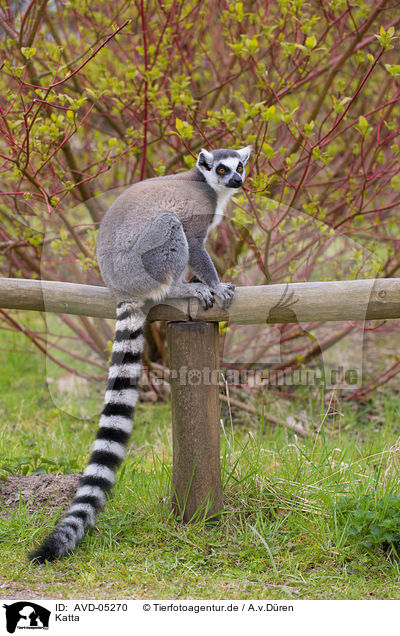 Katta / ring-tailed lemur / AVD-05270