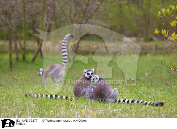 Kattas / ring-tailed lemur / AVD-05277