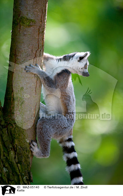 Katta / ring-tailed lemur / MAZ-05140