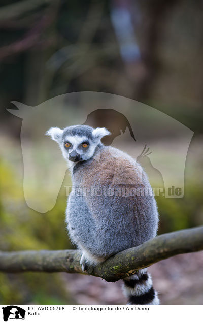 Katta / ring-tailed lemur / AVD-05768