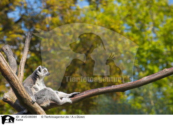 Katta / ring-tailed lemur / AVD-06084