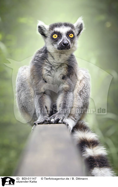 sitzender Katta / sitting Ring-tailed Lemur / BDI-01147
