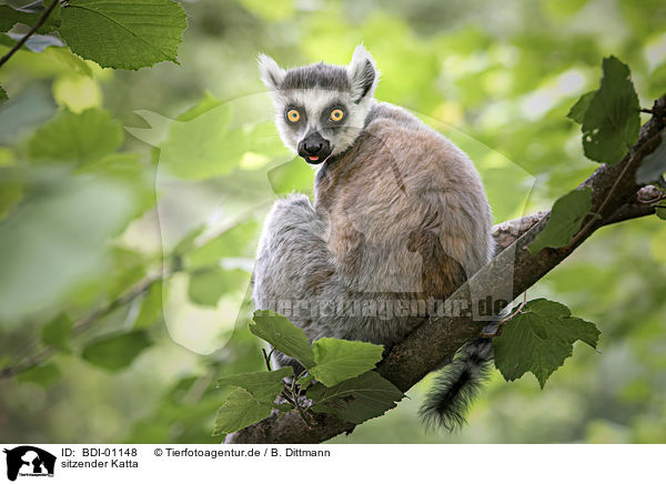 sitzender Katta / sitting Ring-tailed Lemur / BDI-01148
