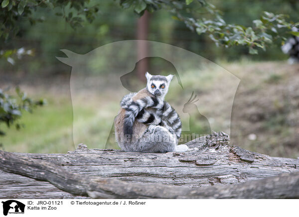Katta im Zoo / Ring-tailed Lemur at the zoo / JRO-01121