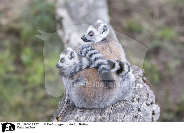 Katta im Zoo / Ring-tailed Lemur at the zoo / JRO-01122