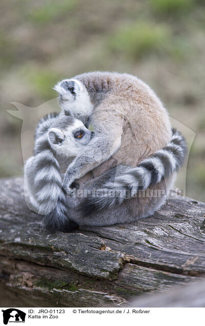 Katta im Zoo / Ring-tailed Lemur at the zoo / JRO-01123