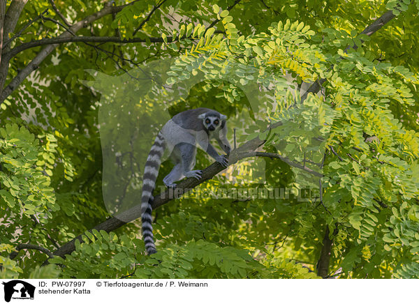 stehender Katta / standing Ring-tailed Lemur / PW-07997
