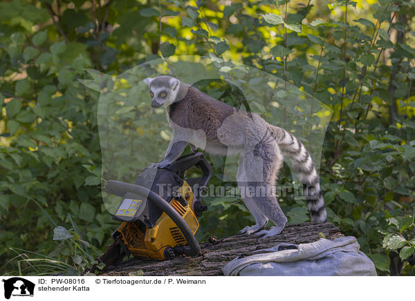 stehender Katta / standing Ring-tailed Lemur / PW-08016