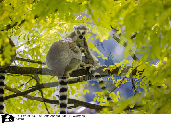 Kattas / ring-tailed lemurs / PW-09933