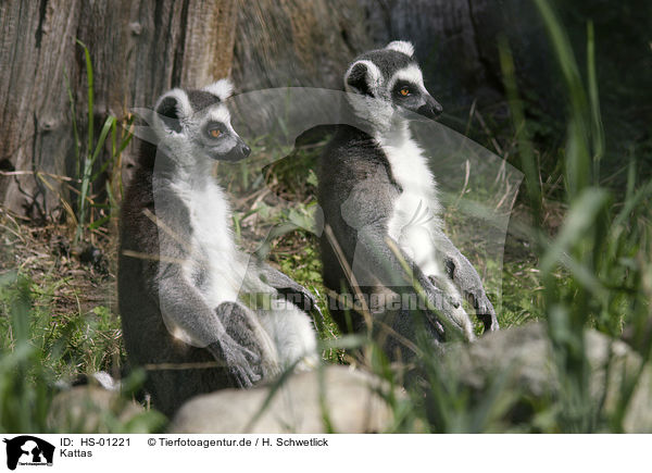 Kattas / Ring-tailed Lemurs / HS-01221