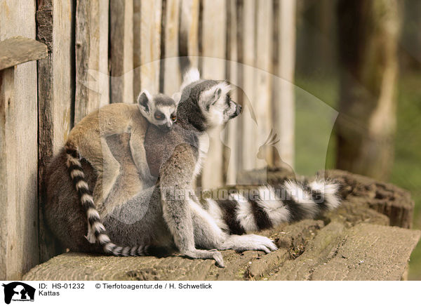 Kattas / Ring-tailed Lemurs / HS-01232