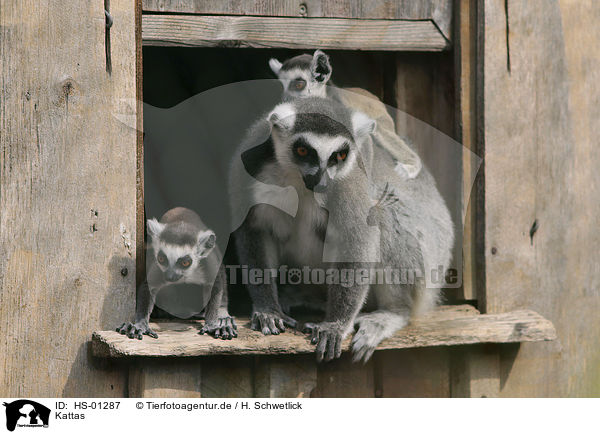 Kattas / Ring-tailed Lemurs / HS-01287