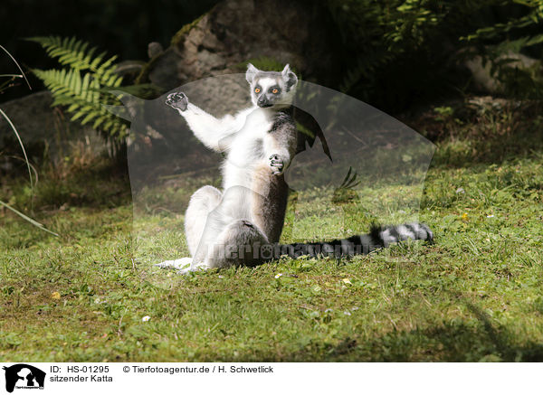sitzender Katta / sitting Ring-tailed Lemur / HS-01295