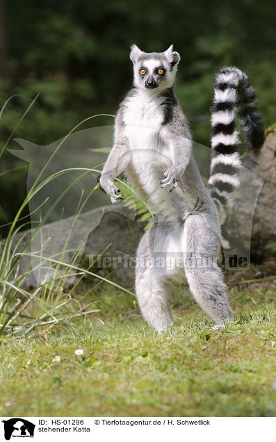 stehender Katta / standing Ring-tailed Lemur / HS-01296